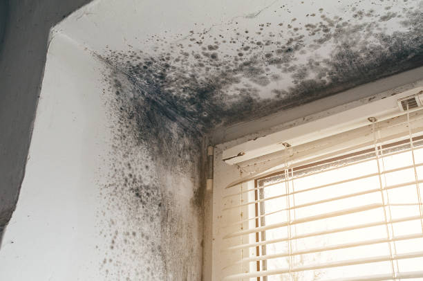 Affordable Black Mold Remediation solutions in Leonia, NJ